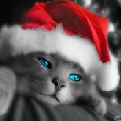 Кошка в колпаке Деда-Мороза