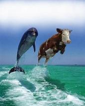 Дельфин и корова