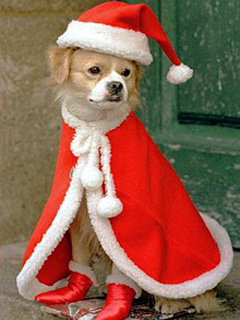 Собака в костюме Деда Мороза