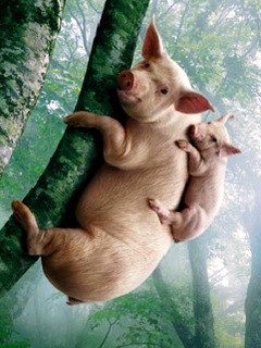 Две свиньи на дереве