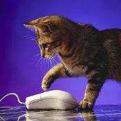 Кошка и компьютерная мышь