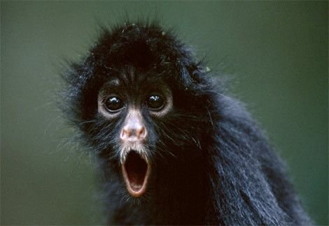 Крик чёрной-пречёрной обезьянки :)))