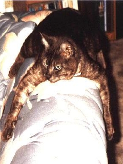 Ленивый кот на спинке дивана