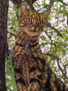 Кошка с раскраской под леопарда