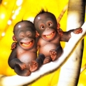 Две смешных обезьянки