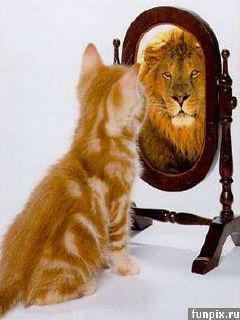 Волшебное зеркало, делающее из котёнка льва!