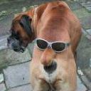 Собака и очки