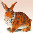 Кролик с окраской тигра. Тигрокролик! :)