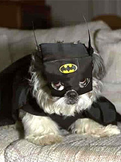 Собака в костюме Бэтмена