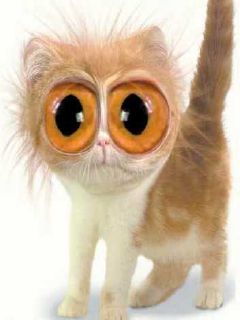 Кошка с большими глазами